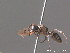  ( - BC ZSM HYM 13071)  @11 [ ] CreativeCommons - Attribution Non-Commercial Share-Alike (2010) ZSM (Zoologische Staatssammlung Muenchen) SNSB, Zoologische Staatssammlung Muenchen