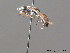  ( - BC ZSM HYM 13106)  @12 [ ] CreativeCommons - Attribution Non-Commercial Share-Alike (2010) ZSM (Zoologische Staatssammlung Muenchen) SNSB, Zoologische Staatssammlung Muenchen