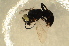  ( - BC ZSM HYM 13113)  @12 [ ] CreativeCommons - Attribution Non-Commercial Share-Alike (2015) Unspecified SNSB, Zoologische Staatssammlung Muenchen