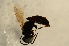  ( - BC ZSM HYM 13114)  @12 [ ] CreativeCommons - Attribution Non-Commercial Share-Alike (2015) Unspecified SNSB, Zoologische Staatssammlung Muenchen