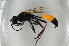  ( - BC ZSM HYM 13119)  @12 [ ] CreativeCommons - Attribution Non-Commercial Share-Alike (2015) Unspecified SNSB, Zoologische Staatssammlung Muenchen