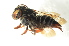  (Coelioxys brevis - BC ZSM HYM 13120)  @14 [ ] CreativeCommons - Attribution Non-Commercial Share-Alike (2015) Unspecified SNSB, Zoologische Staatssammlung Muenchen
