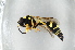  ( - BC ZSM HYM 13128)  @13 [ ] CreativeCommons - Attribution Non-Commercial Share-Alike (2015) Unspecified SNSB, Zoologische Staatssammlung Muenchen