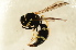  ( - BC ZSM HYM 13133)  @12 [ ] CreativeCommons - Attribution Non-Commercial Share-Alike (2015) Unspecified SNSB, Zoologische Staatssammlung Muenchen