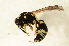  ( - BC ZSM HYM 13135)  @12 [ ] CreativeCommons - Attribution Non-Commercial Share-Alike (2015) Unspecified SNSB, Zoologische Staatssammlung Muenchen