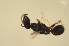  ( - BC ZSM HYM 13138)  @13 [ ] CreativeCommons - Attribution Non-Commercial Share-Alike (2015) Unspecified SNSB, Zoologische Staatssammlung Muenchen