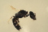  (Ammoplanus - BC ZSM HYM 13139)  @13 [ ] CreativeCommons - Attribution Non-Commercial Share-Alike (2015) Unspecified SNSB, Zoologische Staatssammlung Muenchen