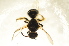  ( - BC ZSM HYM 13149)  @12 [ ] CreativeCommons - Attribution Non-Commercial Share-Alike (2015) Unspecified SNSB, Zoologische Staatssammlung Muenchen