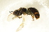  ( - BC ZSM HYM 13151)  @12 [ ] CreativeCommons - Attribution Non-Commercial Share-Alike (2015) Unspecified SNSB, Zoologische Staatssammlung Muenchen