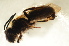  ( - BC ZSM HYM 13162)  @11 [ ] CreativeCommons - Attribution Non-Commercial Share-Alike (2015) Unspecified SNSB, Zoologische Staatssammlung Muenchen