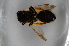  ( - BC ZSM HYM 13163)  @11 [ ] CreativeCommons - Attribution Non-Commercial Share-Alike (2015) Unspecified SNSB, Zoologische Staatssammlung Muenchen