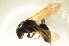  ( - BC ZSM HYM 13165)  @12 [ ] CreativeCommons - Attribution Non-Commercial Share-Alike (2015) Unspecified SNSB, Zoologische Staatssammlung Muenchen