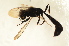  ( - BC ZSM HYM 13178)  @12 [ ] CreativeCommons - Attribution Non-Commercial Share-Alike (2015) Unspecified SNSB, Zoologische Staatssammlung Muenchen