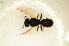  ( - BC ZSM HYM 13181)  @11 [ ] CreativeCommons - Attribution Non-Commercial Share-Alike (2015) Unspecified SNSB, Zoologische Staatssammlung Muenchen