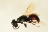  ( - BC ZSM HYM 13191)  @12 [ ] CreativeCommons - Attribution Non-Commercial Share-Alike (2015) Unspecified SNSB, Zoologische Staatssammlung Muenchen