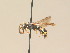  ( - BC ZSM HYM 13208)  @13 [ ] CreativeCommons - Attribution Non-Commercial Share-Alike (2015) Unspecified SNSB, Zoologische Staatssammlung Muenchen