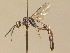 ( - BC ZSM HYM 13290)  @11 [ ] CreativeCommons - Attribution Non-Commercial Share-Alike (2015) Unspecified SNSB, Zoologische Staatssammlung Muenchen