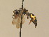  (Crabro lapponicus - BC ZSM HYM 13292)  @13 [ ] CreativeCommons - Attribution Non-Commercial Share-Alike (2015) Unspecified SNSB, Zoologische Staatssammlung Muenchen