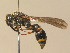  (Symmorphus angustatus - BC ZSM HYM 13300)  @14 [ ] CreativeCommons - Attribution Non-Commercial Share-Alike (2015) Unspecified SNSB, Zoologische Staatssammlung Muenchen