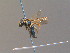  ( - BC ZSM HYM 13301)  @11 [ ] CreativeCommons - Attribution Non-Commercial Share-Alike (2015) Unspecified SNSB, Zoologische Staatssammlung Muenchen