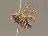 ( - BC ZSM HYM 13310)  @14 [ ] CreativeCommons - Attribution Non-Commercial Share-Alike (2015) Unspecified SNSB, Zoologische Staatssammlung Muenchen