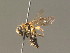  ( - BC ZSM HYM 13311)  @14 [ ] CreativeCommons - Attribution Non-Commercial Share-Alike (2015) Unspecified SNSB, Zoologische Staatssammlung Muenchen
