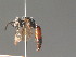  ( - BC ZSM HYM 13380)  @11 [ ] CreativeCommons - Attribution Non-Commercial Share-Alike (2015) Unspecified SNSB, Zoologische Staatssammlung Muenchen