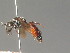  ( - BC ZSM HYM 13381)  @11 [ ] CreativeCommons - Attribution Non-Commercial Share-Alike (2015) Unspecified SNSB, Zoologische Staatssammlung Muenchen