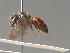  ( - BC ZSM HYM 13382)  @11 [ ] CreativeCommons - Attribution Non-Commercial Share-Alike (2015) Unspecified SNSB, Zoologische Staatssammlung Muenchen