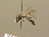 ( - BC ZSM HYM 13803)  @13 [ ] CreativeCommons - Attribution Non-Commercial Share-Alike (2015) Unspecified SNSB, Zoologische Staatssammlung Muenchen