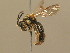  ( - BC ZSM HYM 13823)  @14 [ ] CreativeCommons - Attribution Non-Commercial Share-Alike (2015) Unspecified SNSB, Zoologische Staatssammlung Muenchen