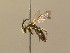  ( - BC ZSM HYM 13825)  @11 [ ] CreativeCommons - Attribution Non-Commercial Share-Alike (2015) Unspecified SNSB, Zoologische Staatssammlung Muenchen