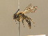  ( - BC ZSM HYM 13827)  @14 [ ] CreativeCommons - Attribution Non-Commercial Share-Alike (2015) Unspecified SNSB, Zoologische Staatssammlung Muenchen