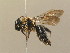 ( - BC ZSM HYM 13853)  @14 [ ] CreativeCommons - Attribution Non-Commercial Share-Alike (2015) Unspecified SNSB, Zoologische Staatssammlung Muenchen
