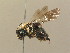  ( - BC ZSM HYM 13854)  @14 [ ] CreativeCommons - Attribution Non-Commercial Share-Alike (2015) Unspecified SNSB, Zoologische Staatssammlung Muenchen