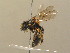  ( - BC ZSM HYM 13858)  @12 [ ] CreativeCommons - Attribution Non-Commercial Share-Alike (2015) Unspecified SNSB, Zoologische Staatssammlung Muenchen