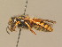  ( - BC ZSM HYM 13973)  @14 [ ] CreativeCommons - Attribution Non-Commercial Share-Alike (2015) Unspecified SNSB, Zoologische Staatssammlung Muenchen