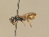  ( - BC ZSM HYM 13979)  @11 [ ] CreativeCommons - Attribution Non-Commercial Share-Alike (2015) Unspecified SNSB, Zoologische Staatssammlung Muenchen