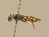  ( - BC ZSM HYM 13989)  @11 [ ] CreativeCommons - Attribution Non-Commercial Share-Alike (2015) Unspecified SNSB, Zoologische Staatssammlung Muenchen