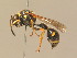  ( - BC ZSM HYM 13990)  @14 [ ] CreativeCommons - Attribution Non-Commercial Share-Alike (2015) Unspecified SNSB, Zoologische Staatssammlung Muenchen