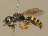  ( - BC ZSM HYM 14036)  @14 [ ] CreativeCommons - Attribution Non-Commercial Share-Alike (2015) Unspecified SNSB, Zoologische Staatssammlung Muenchen