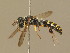  ( - BC ZSM HYM 14050)  @13 [ ] CreativeCommons - Attribution Non-Commercial Share-Alike (2015) Unspecified SNSB, Zoologische Staatssammlung Muenchen