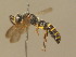  ( - BC ZSM HYM 14052)  @13 [ ] CreativeCommons - Attribution Non-Commercial Share-Alike (2015) Unspecified SNSB, Zoologische Staatssammlung Muenchen