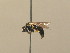  ( - BC ZSM HYM 14131)  @13 [ ] CreativeCommons - Attribution Non-Commercial Share-Alike (2015) Unspecified SNSB, Zoologische Staatssammlung Muenchen