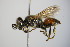  ( - BC ZSM HYM 14364)  @11 [ ] CreativeCommons - Attribution Non-Commercial Share-Alike (2015) Unspecified SNSB, Zoologische Staatssammlung Muenchen