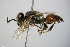  ( - BC ZSM HYM 14365)  @13 [ ] CreativeCommons - Attribution Non-Commercial Share-Alike (2015) Unspecified SNSB, Zoologische Staatssammlung Muenchen