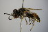  ( - BC ZSM HYM 14367)  @13 [ ] CreativeCommons - Attribution Non-Commercial Share-Alike (2015) Unspecified SNSB, Zoologische Staatssammlung Muenchen