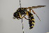  ( - BC ZSM HYM 14370)  @13 [ ] CreativeCommons - Attribution Non-Commercial Share-Alike (2015) Unspecified SNSB, Zoologische Staatssammlung Muenchen
