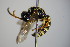  ( - BC ZSM HYM 14376)  @13 [ ] CreativeCommons - Attribution Non-Commercial Share-Alike (2015) Unspecified SNSB, Zoologische Staatssammlung Muenchen