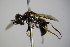  ( - BC ZSM HYM 14378)  @13 [ ] CreativeCommons - Attribution Non-Commercial Share-Alike (2015) Unspecified SNSB, Zoologische Staatssammlung Muenchen
